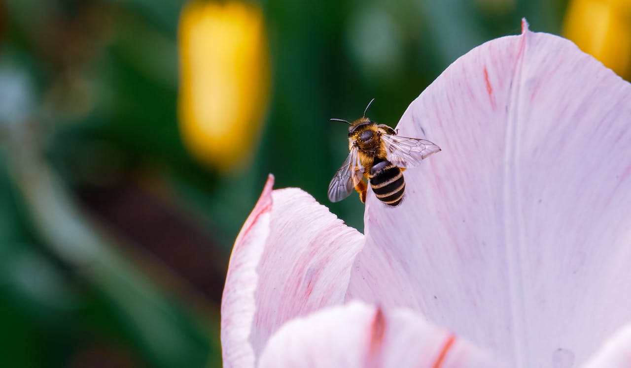 Close-up of a bee on a pink tulip petal in a vibrant spring garden.